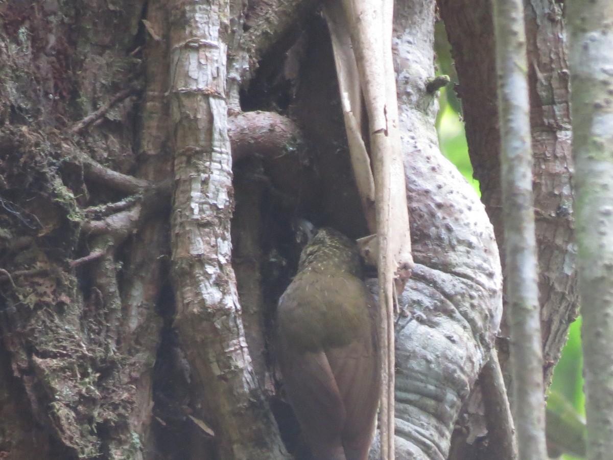 Olive-backed Woodcreeper - ML630533915