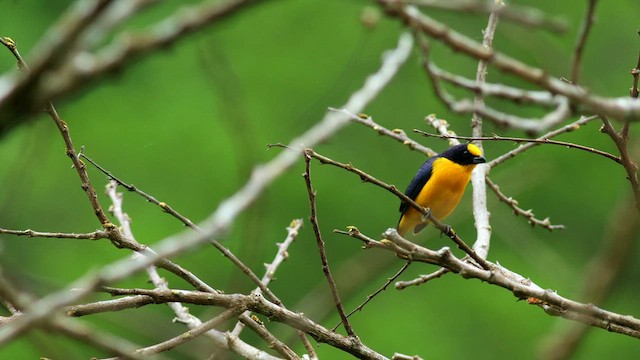Thick-billed Euphonia - ML630534054