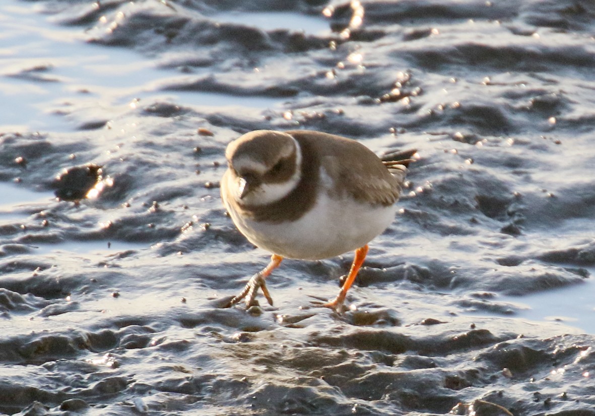 kulík písečný - ML630534059