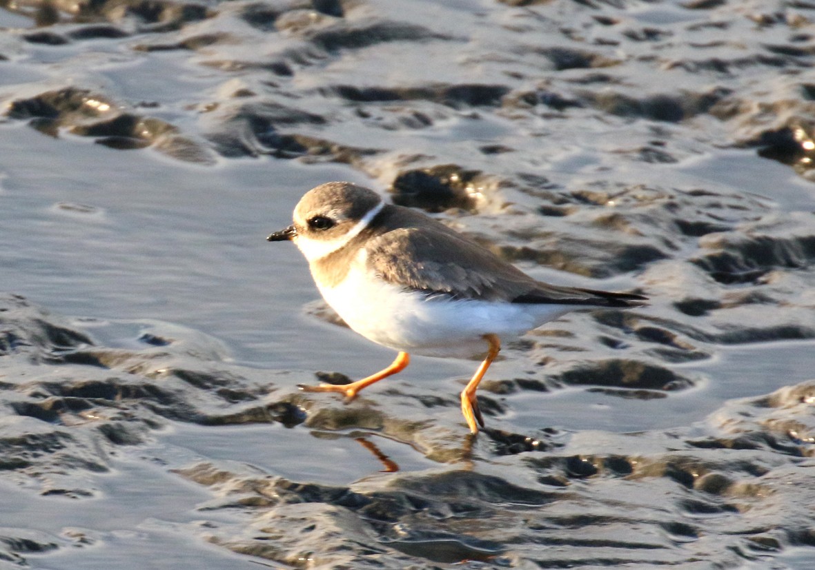 kulík písečný - ML630534060