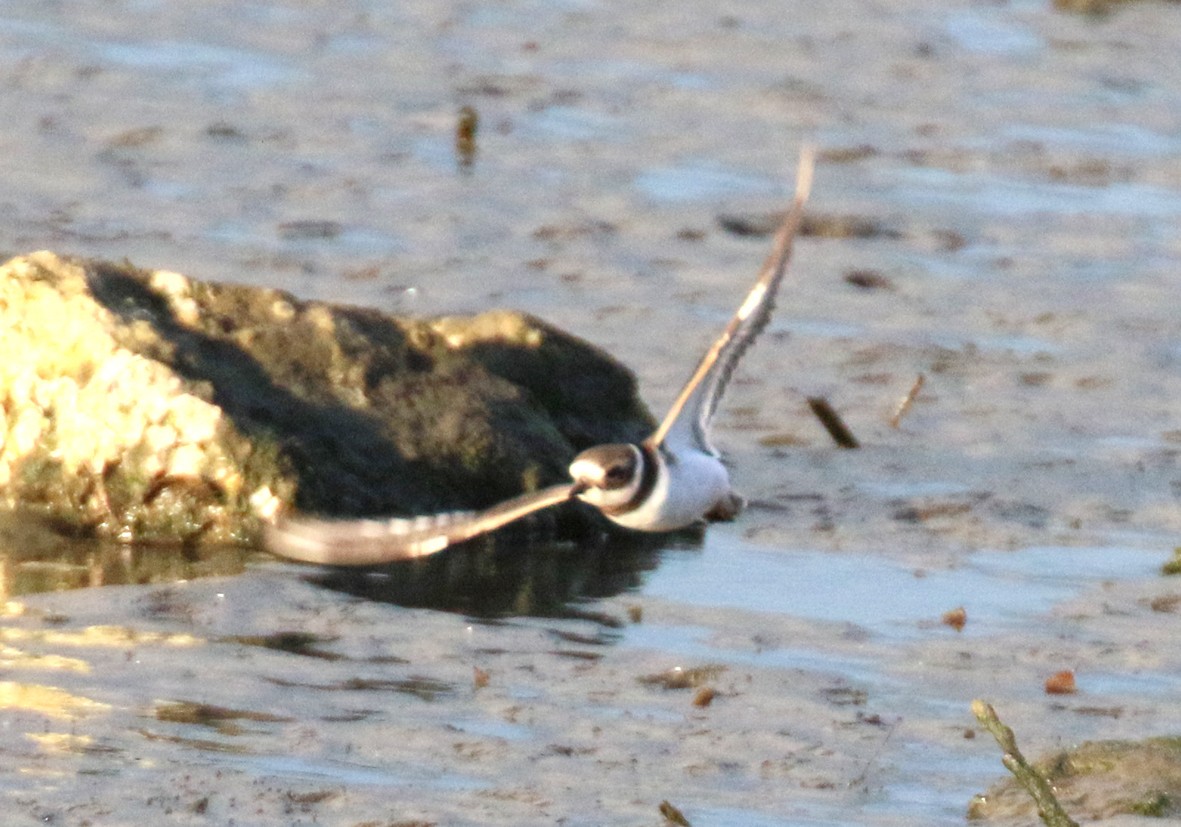 kulík písečný - ML630534061