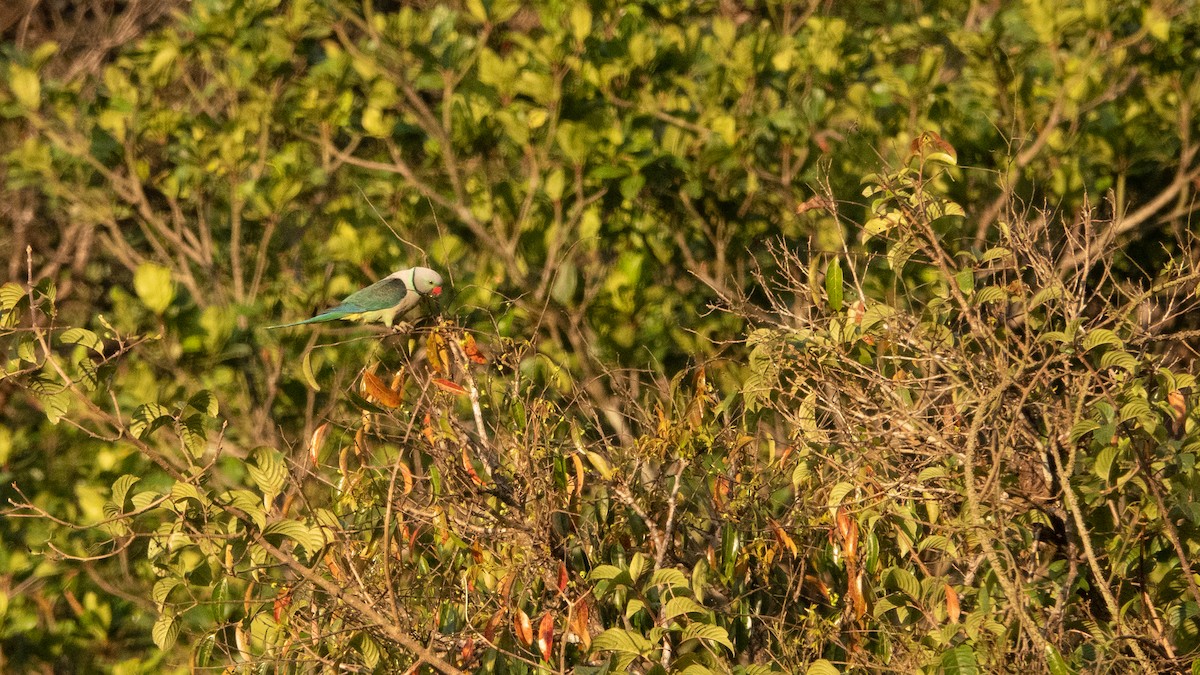 Malabar Parakeet - ML630534647