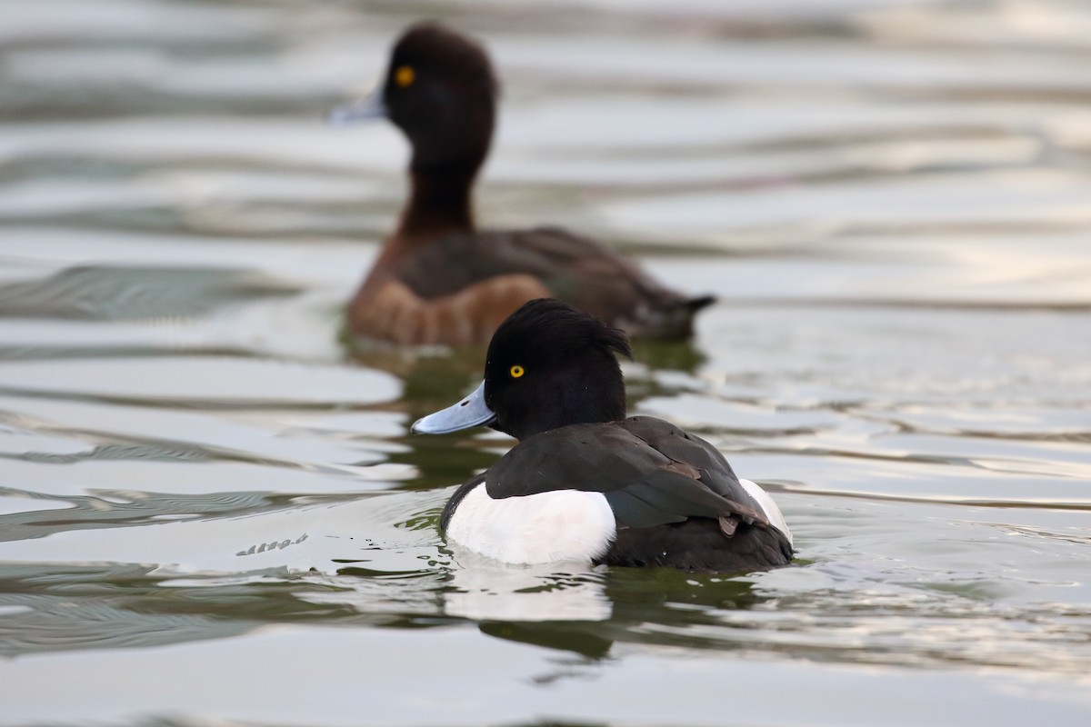Tufted Duck - ML630534776