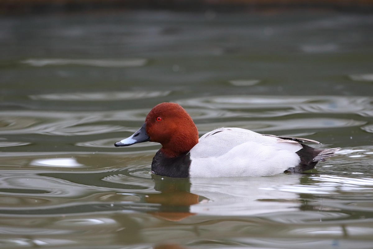 Common Pochard - ML630534791