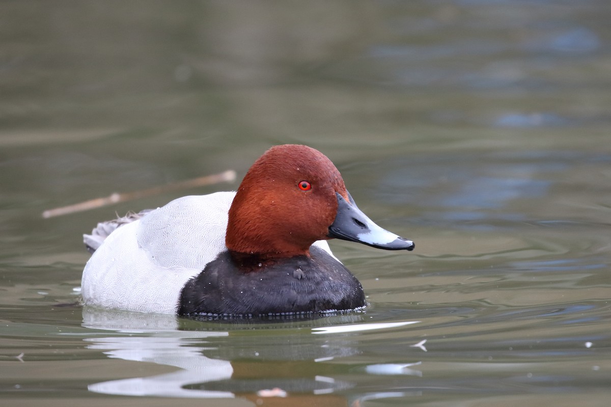 Common Pochard - ML630534795