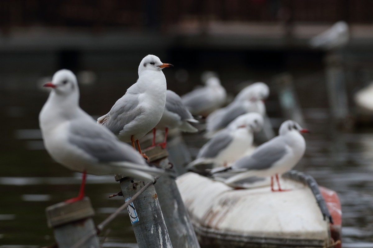 Black-headed Gull - ML630534836