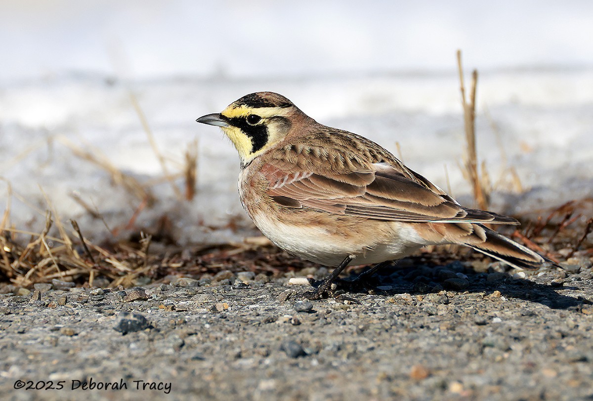 Horned Lark - ML630535072