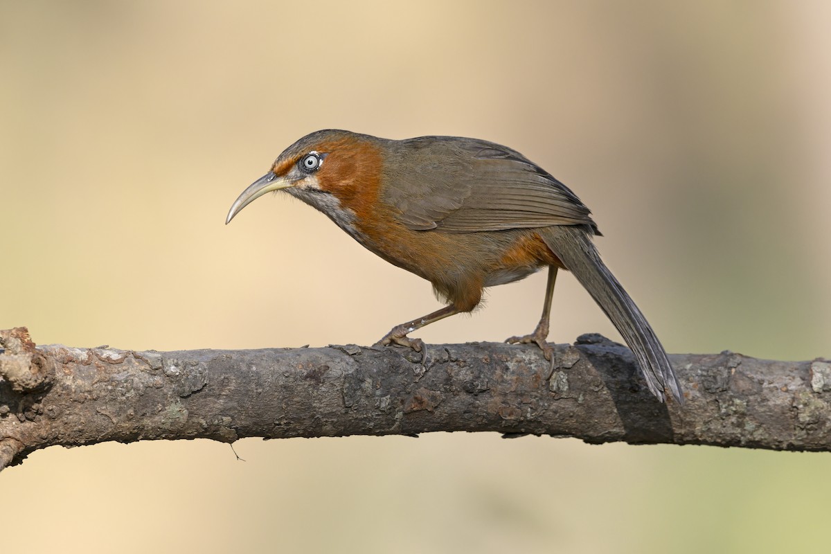Rusty-cheeked Scimitar-Babbler - ML630535188