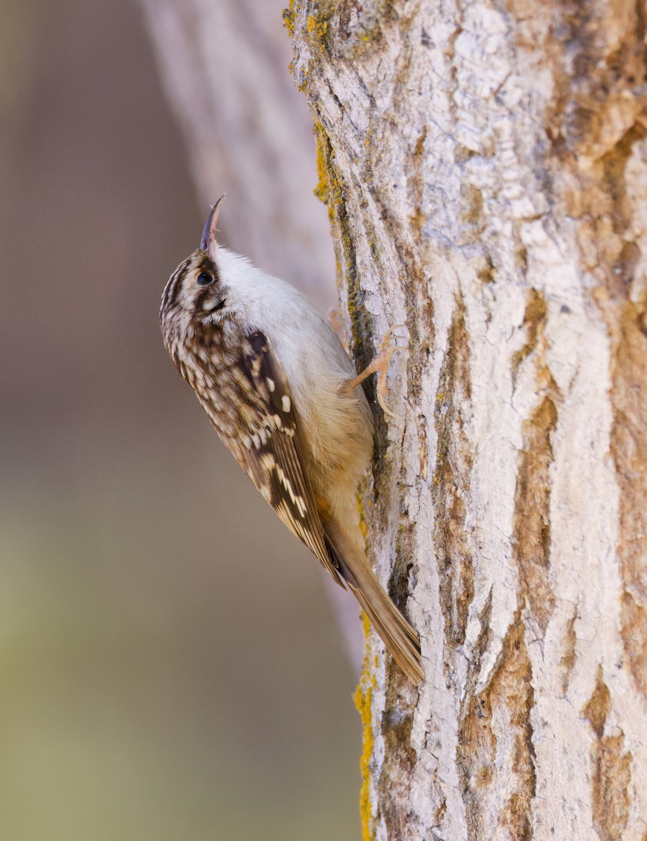 Brown Creeper - ML630535496