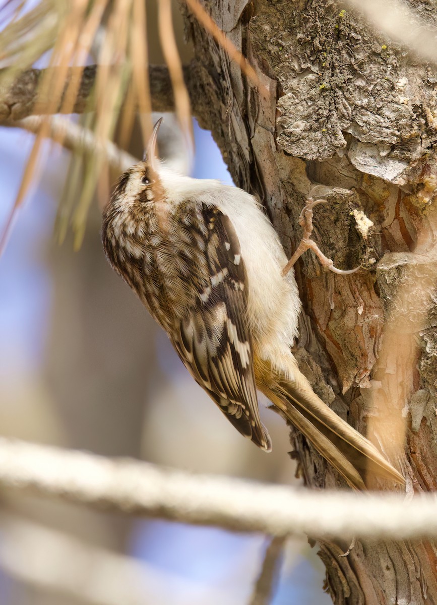 Brown Creeper - ML630535497