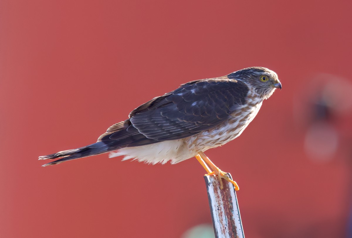 Sharp-shinned Hawk - ML630535517