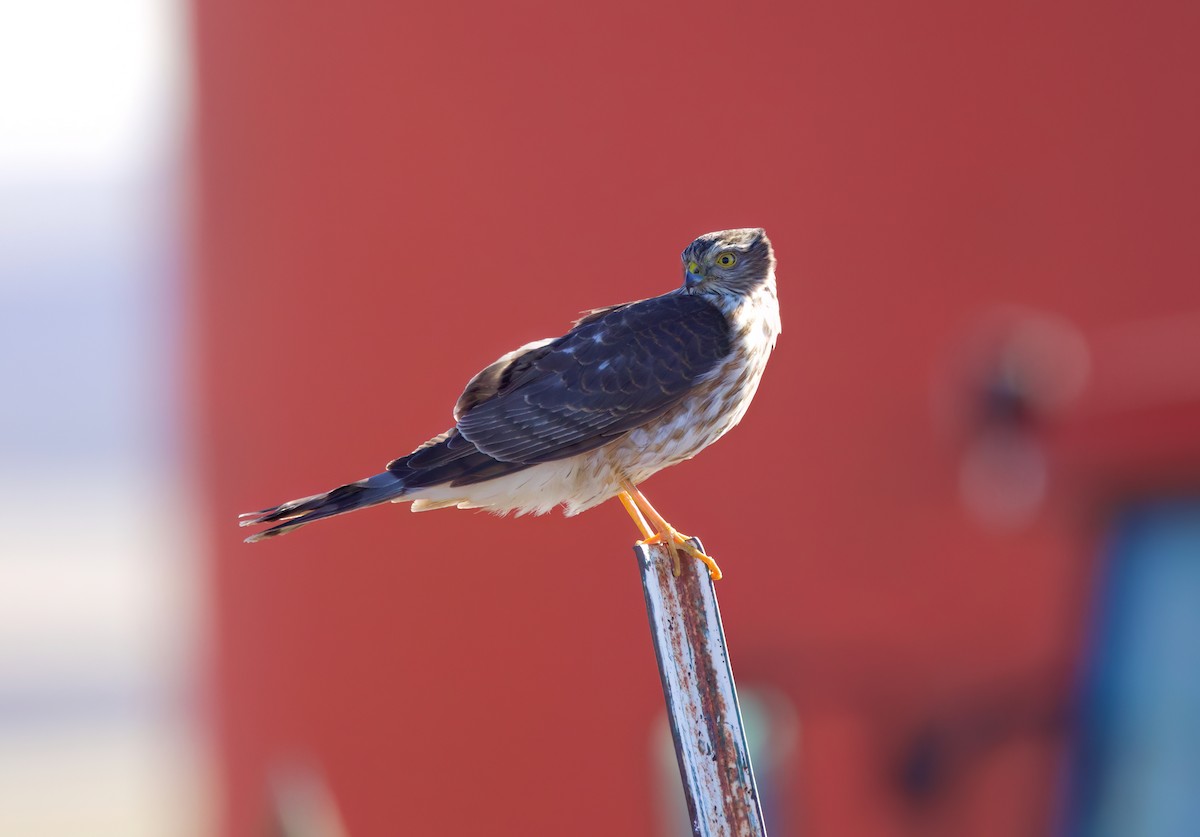 Sharp-shinned Hawk - ML630535518