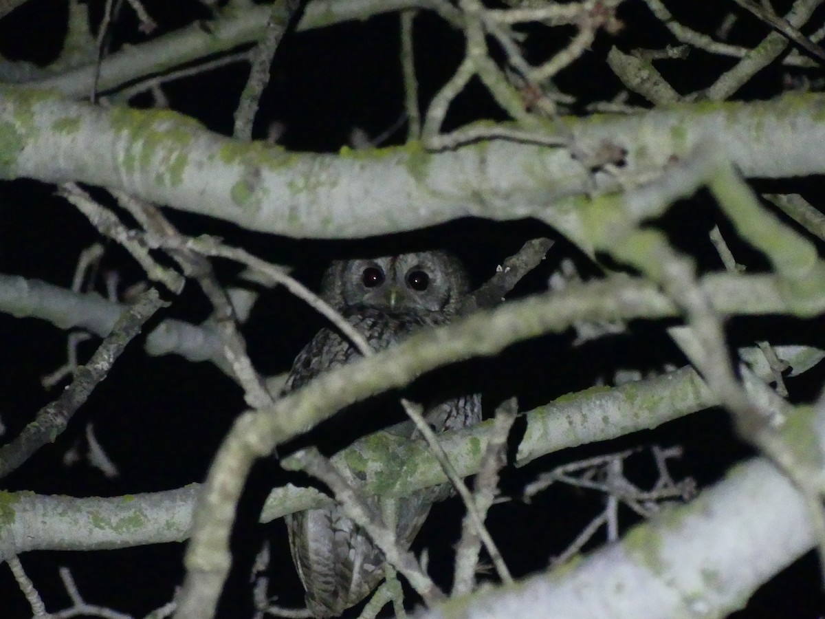 Tawny Owl - ML630536289