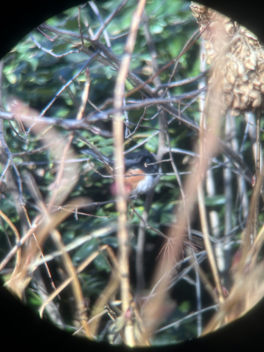 Eastern Towhee - ML630536744