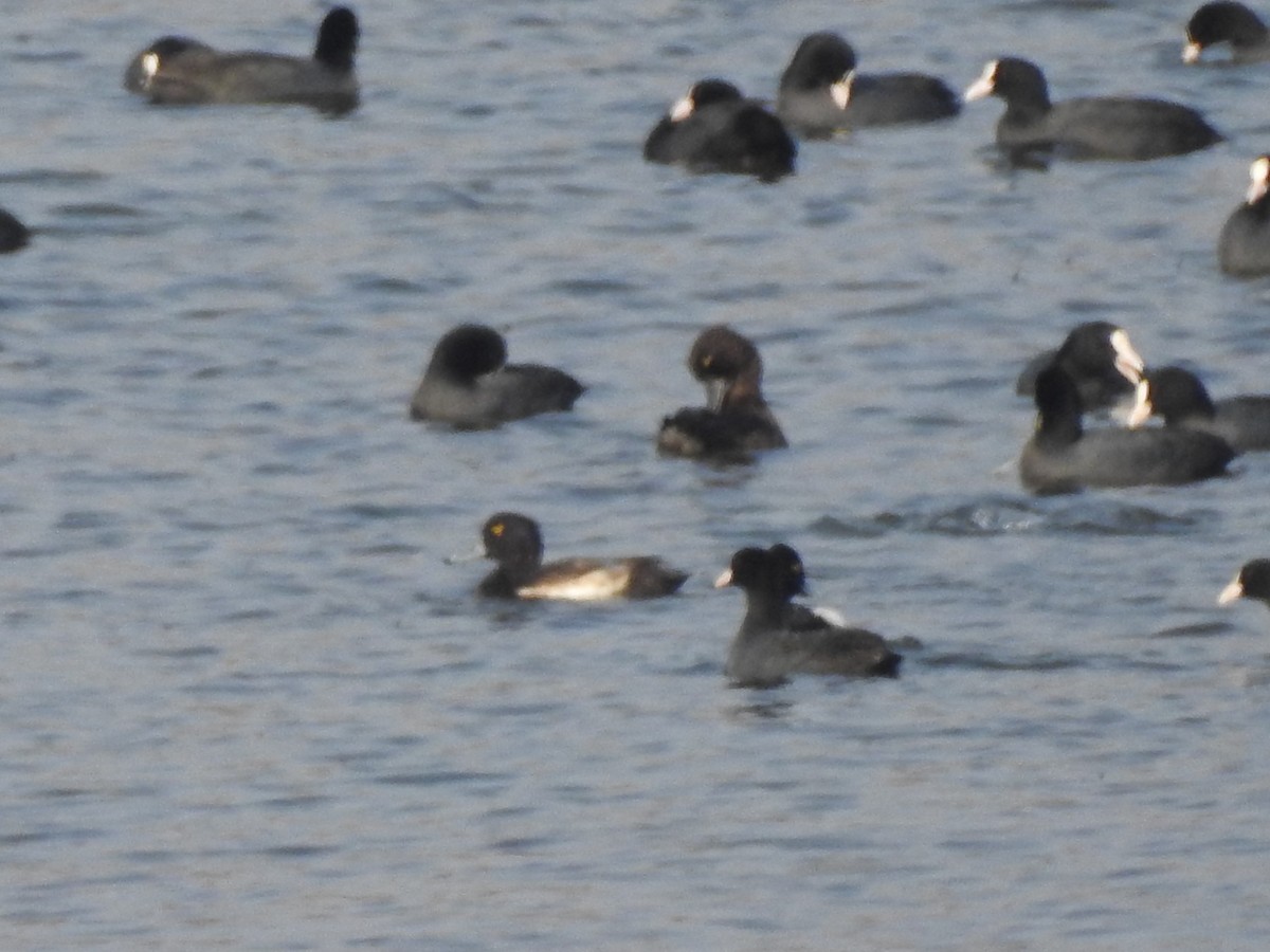 鳳頭潛鴨 - ML630537077