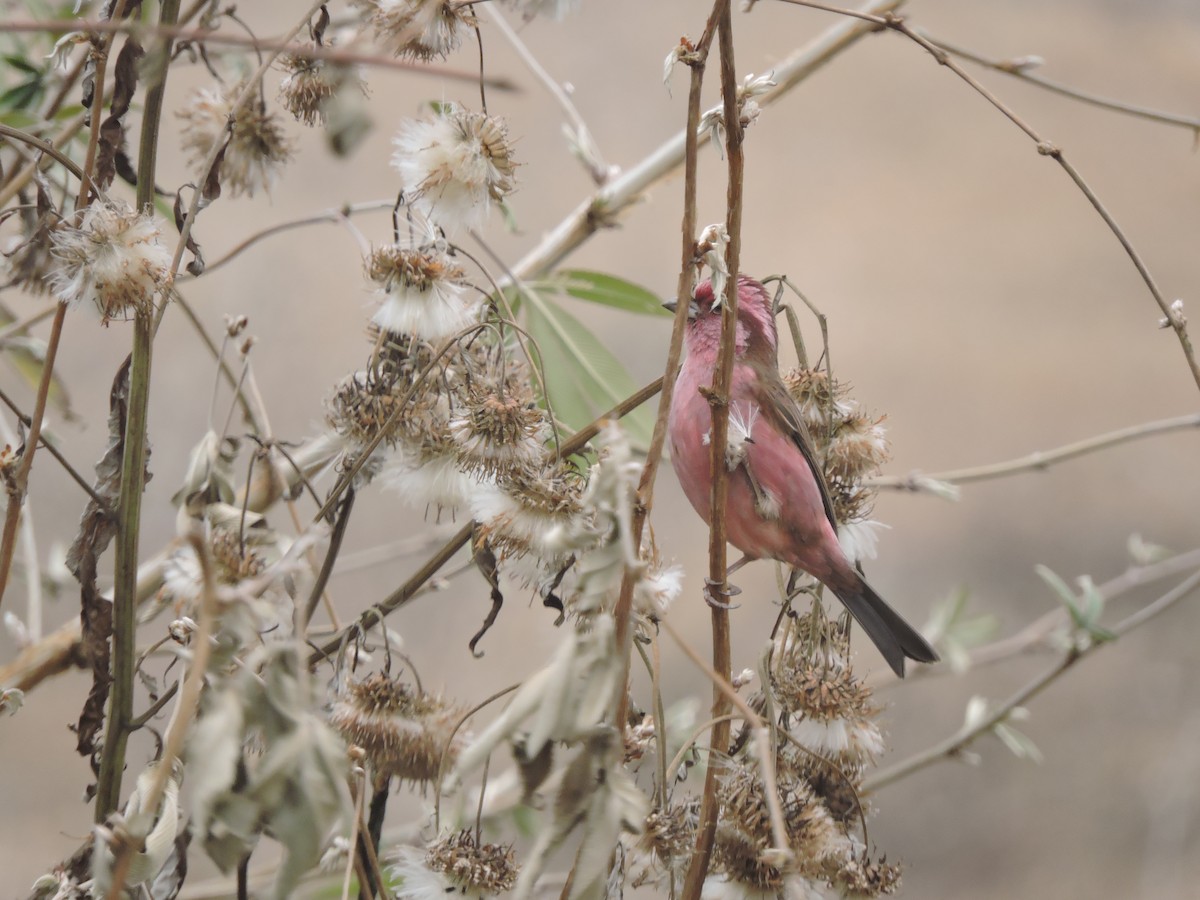 Pink-browed Rosefinch - ML630537357