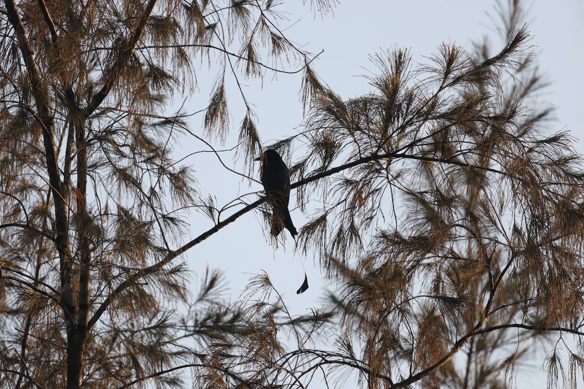 Greater Racket-tailed Drongo - Subramania Siva