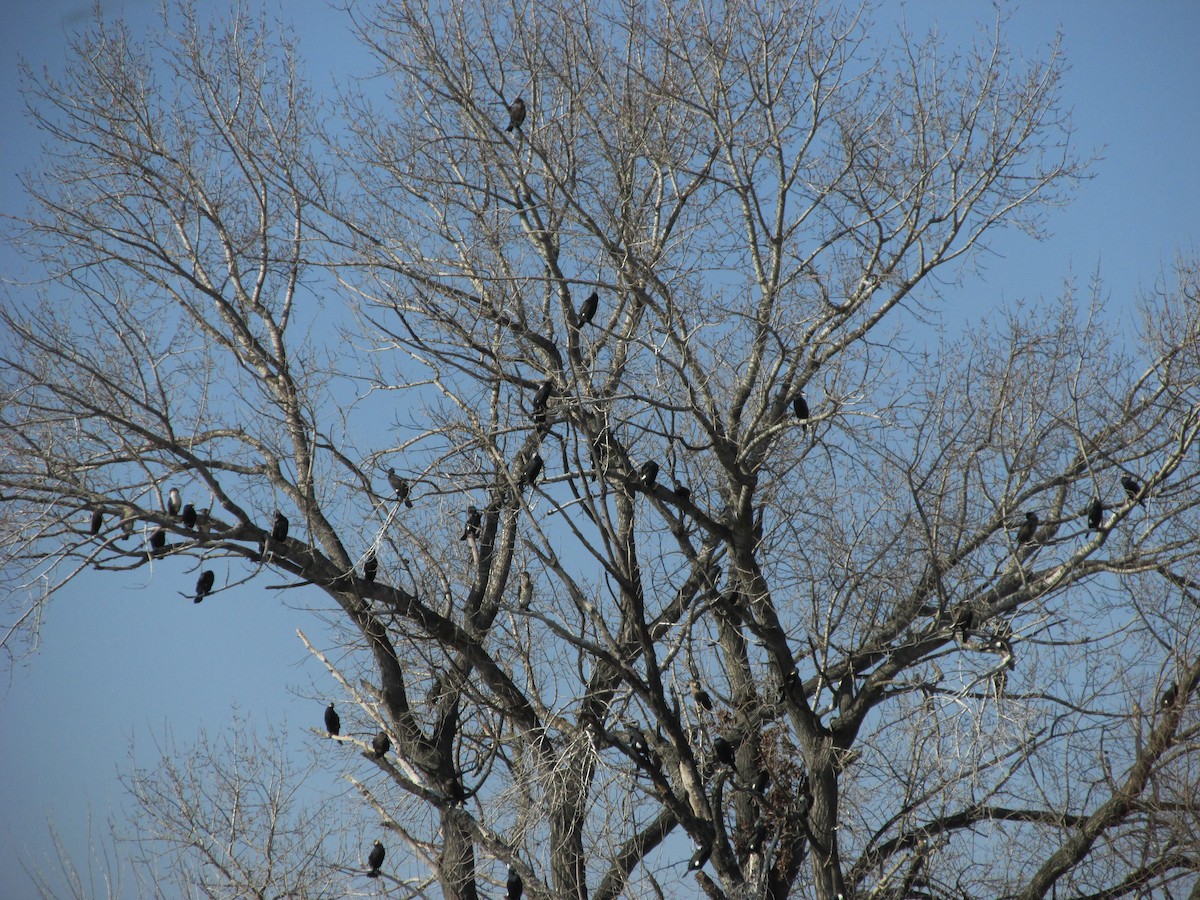 kormorán velký - ML630537499