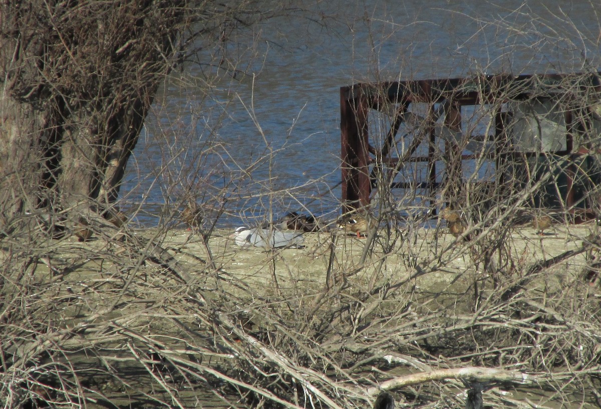 volavka popelavá - ML630537593