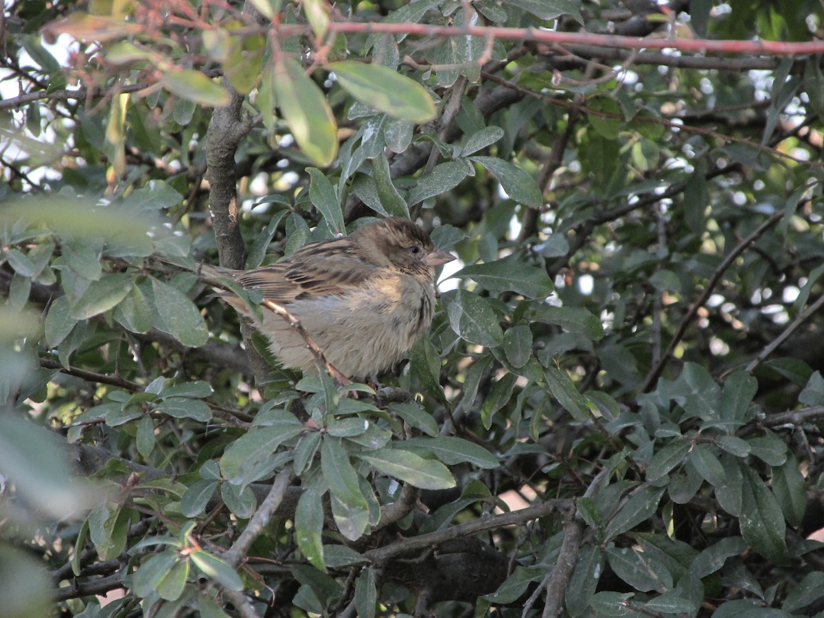 vrabec domácí - ML630537676