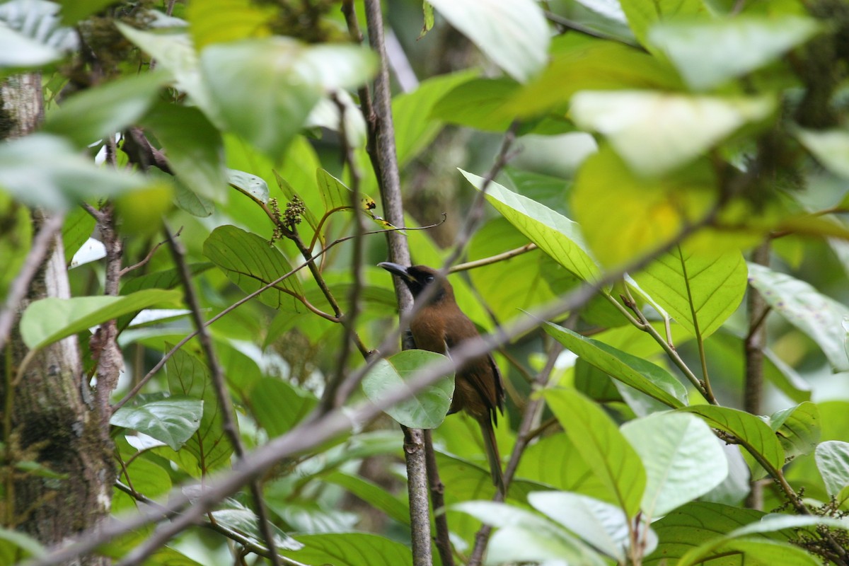 Rennell Shrikebill - ML630537739