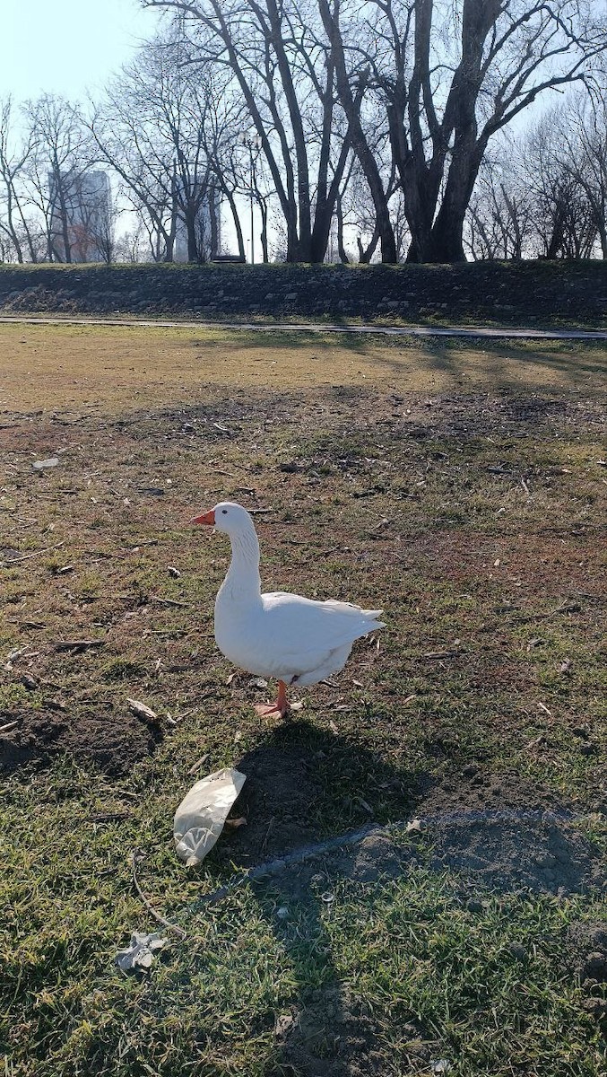 husa velká (domestikovaná) - ML630537764