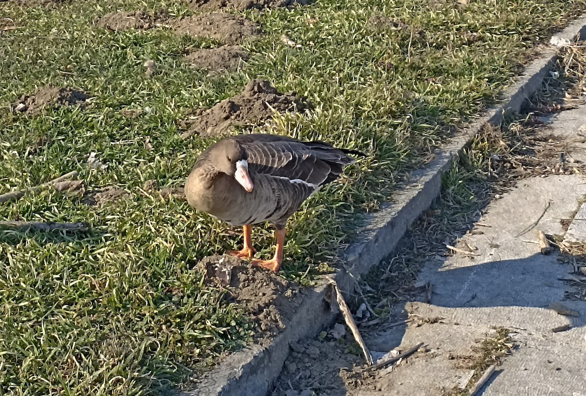 husa běločelá - ML630537859