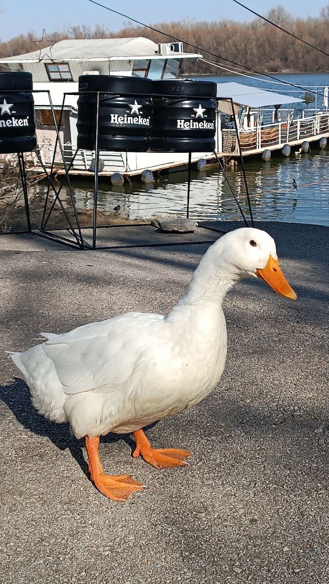 kachna domácí - ML630537866