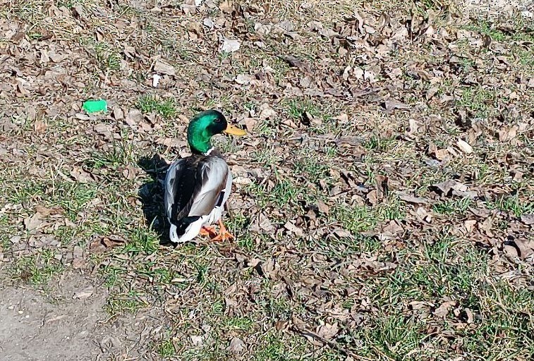 kachna divoká - ML630537916