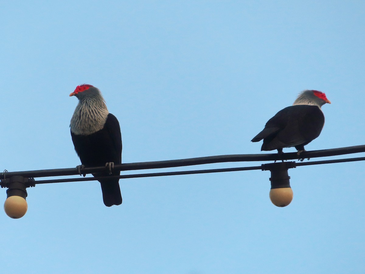 Seychelles Blue-Pigeon - ML630538201