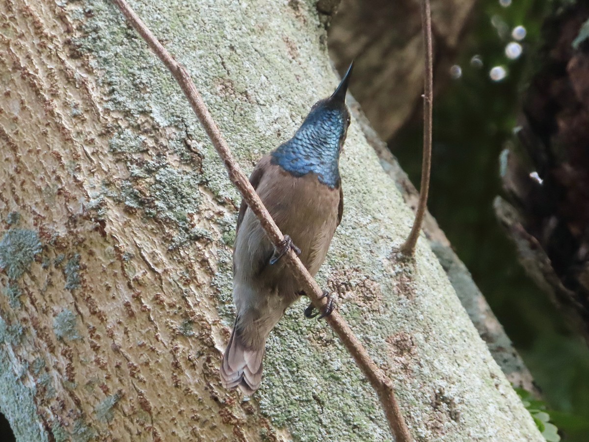 Seychelles Sunbird - ML630538206