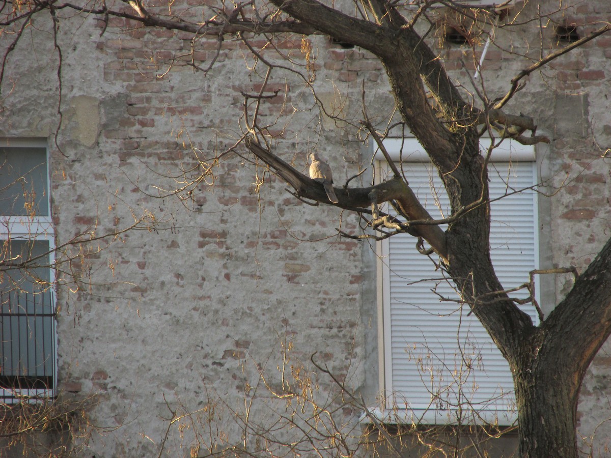 hrdlička zahradní - ML630538210