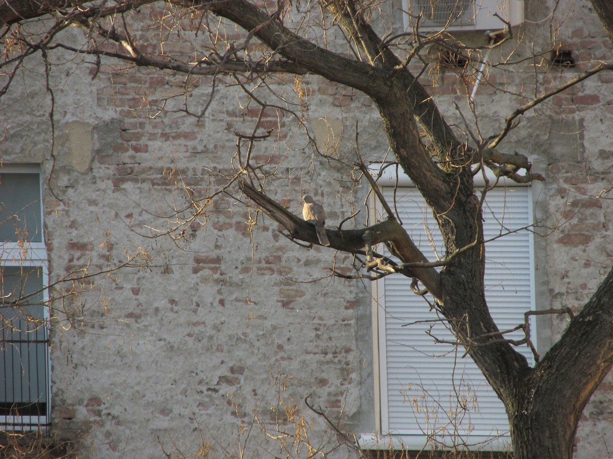 hrdlička zahradní - ML630538211