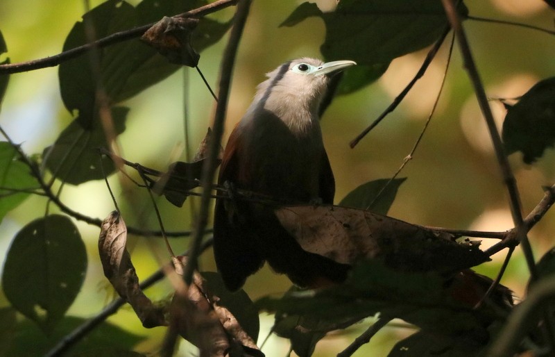 Raffles's Malkoha - ML630538252