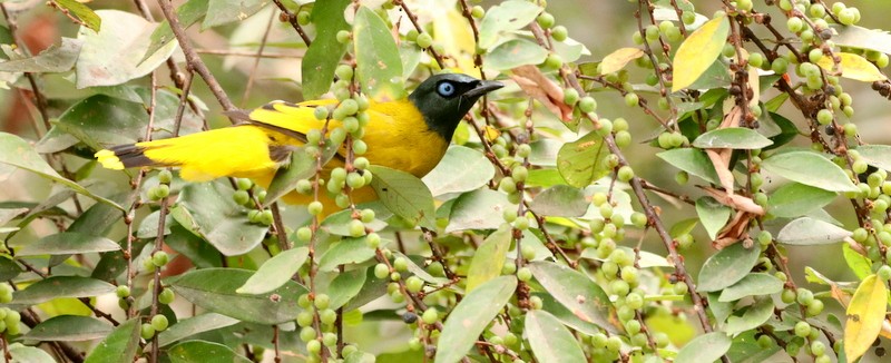 Black-headed Bulbul - ML630538293