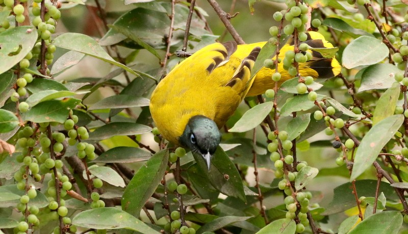 Black-headed Bulbul - ML630538294