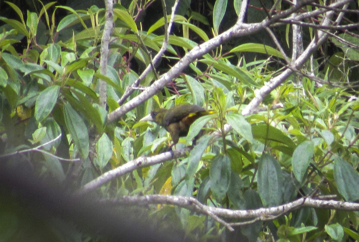 Dusky-green Oropendola - ML630538351