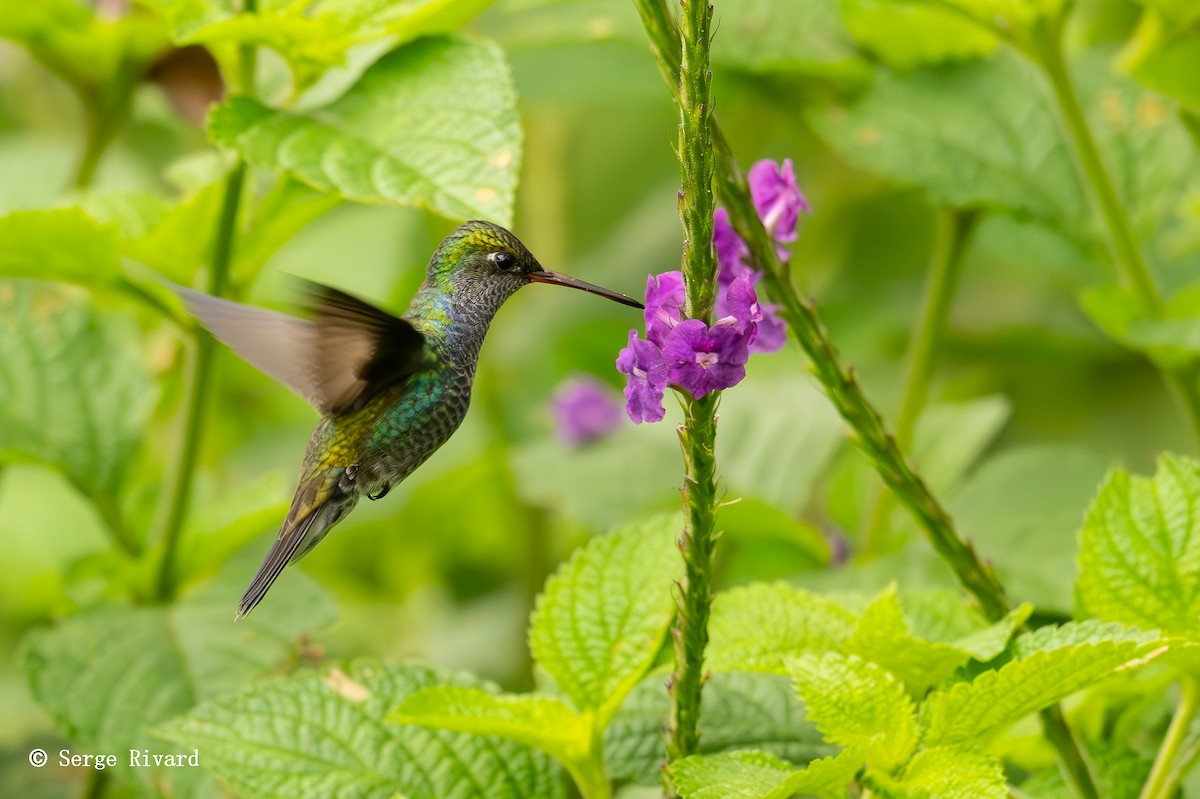 fiolstrupekolibri - ML630538456