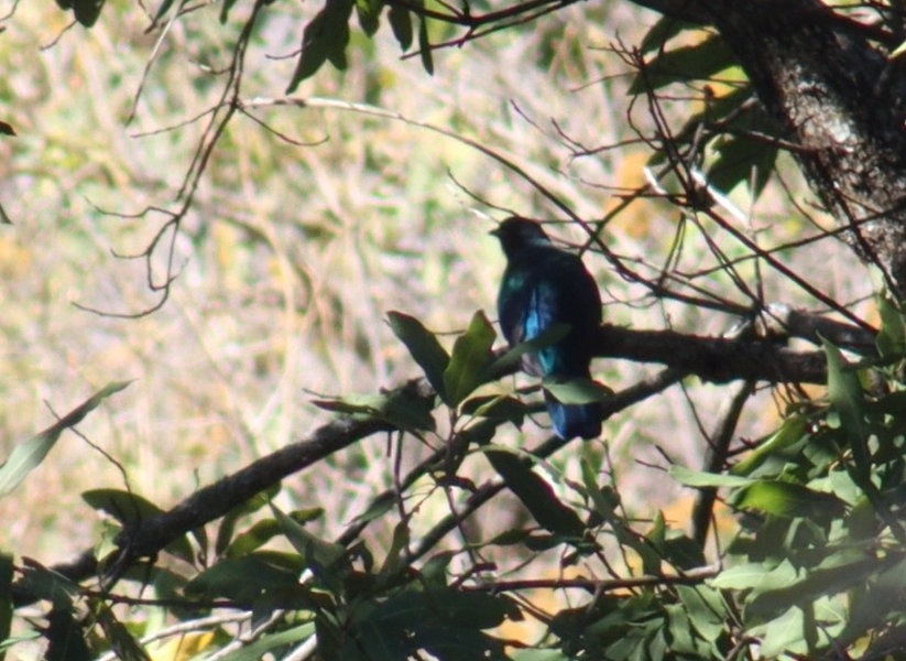 Eared Quetzal - ML630538577