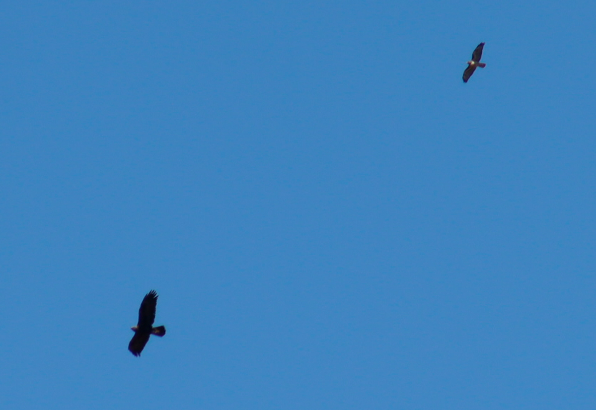 Red-tailed Hawk - ML630538578