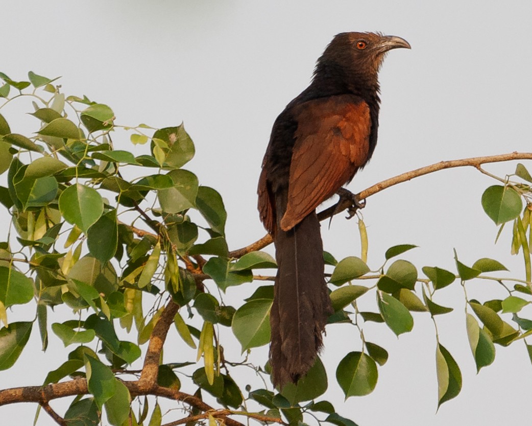 Greater Coucal - ML630538607