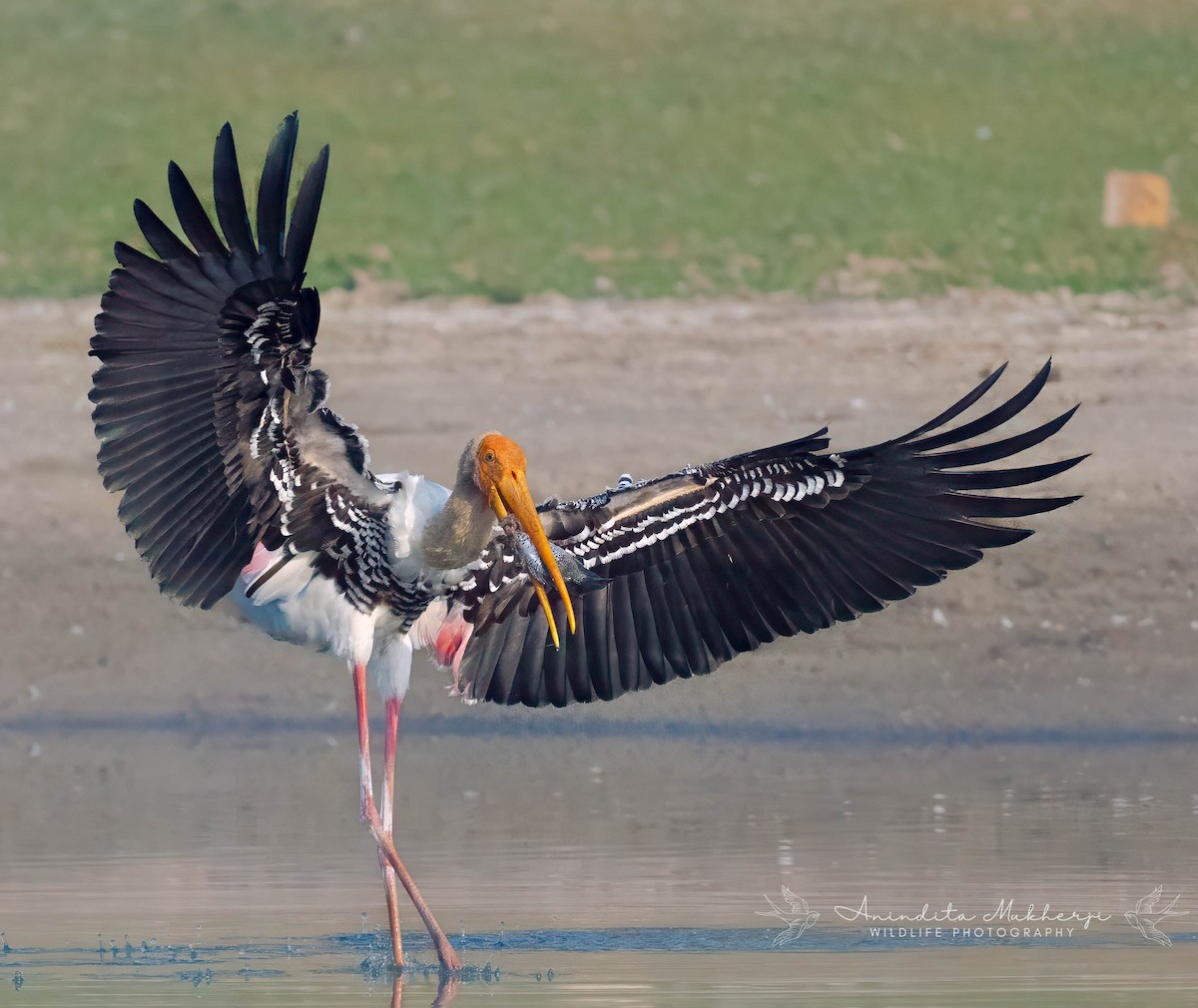 Painted Stork - ML630538639