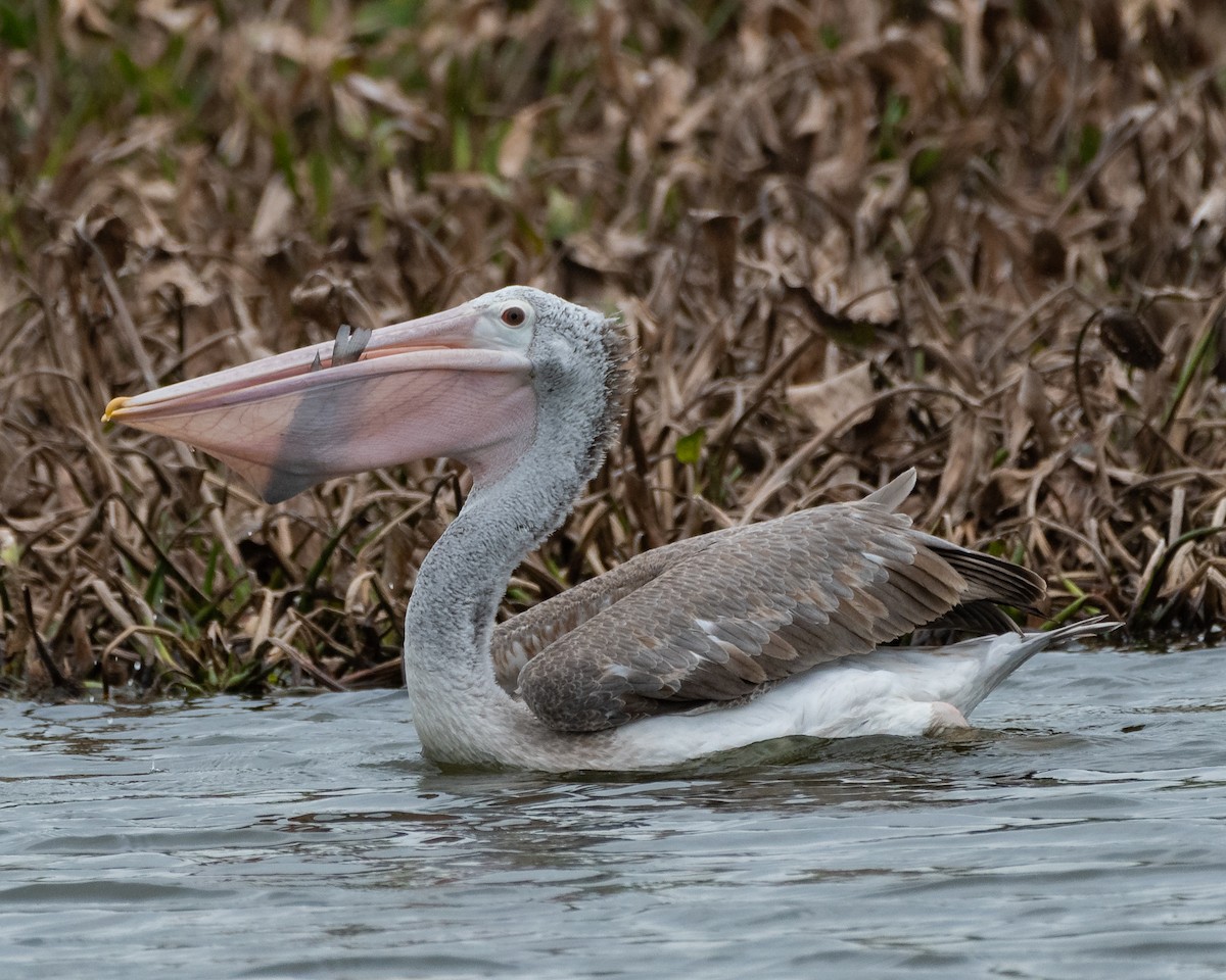 Spot-billed Pelican - ML630538651