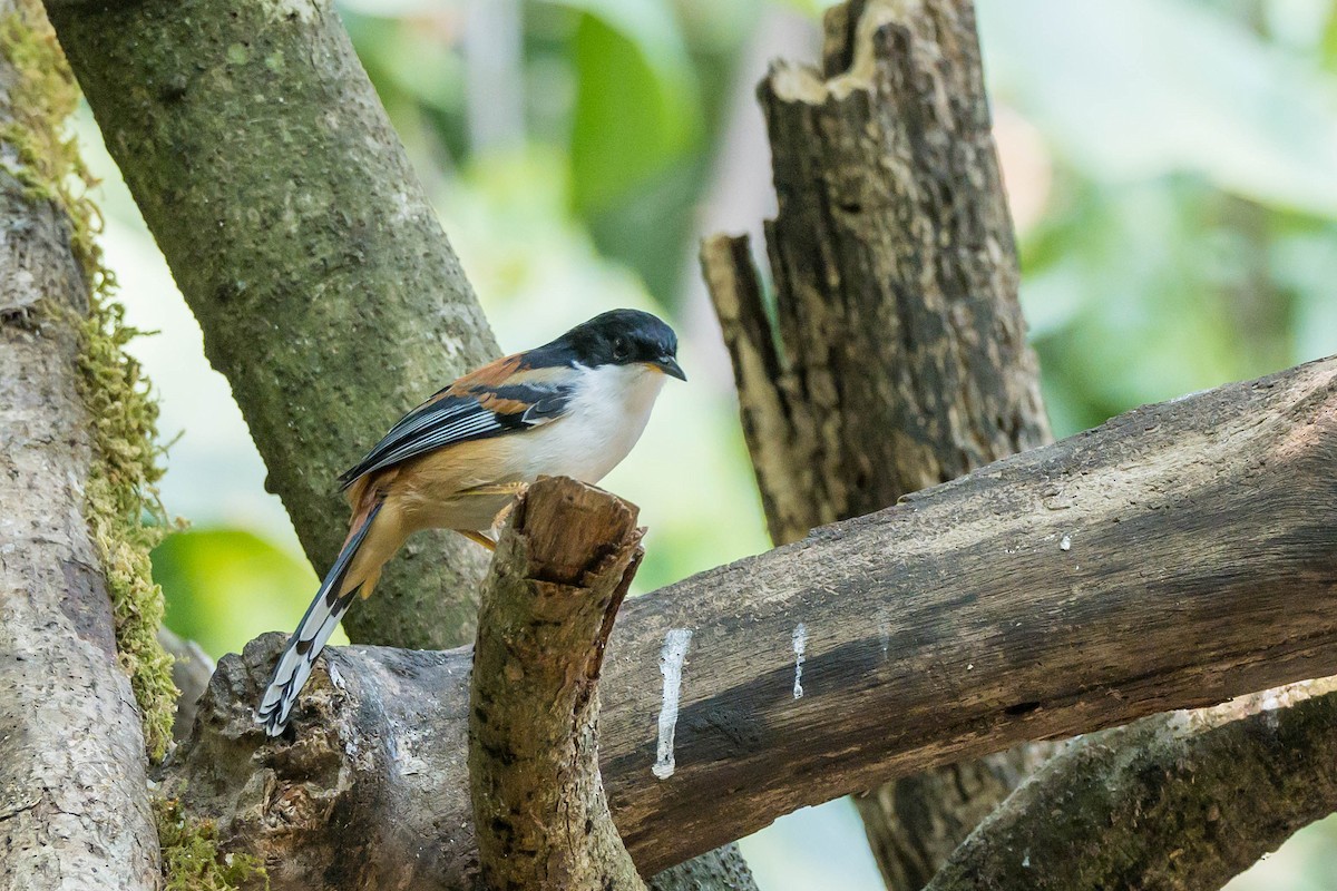 Rufous-backed Sibia (Rufous-backed) - ML630538723