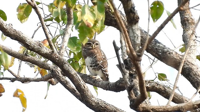 Forest Owlet - ML630538865