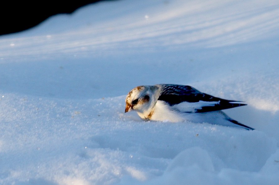 Snow Bunting - ML630539173
