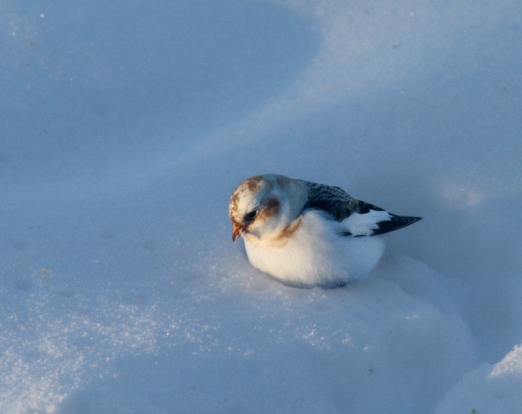 Snow Bunting - ML630539181