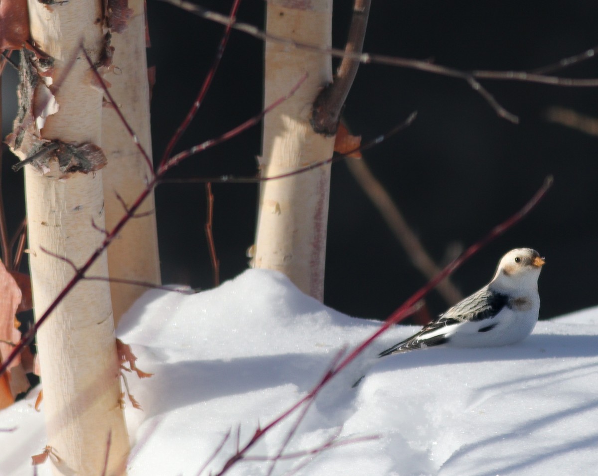 Snow Bunting - ML630539189