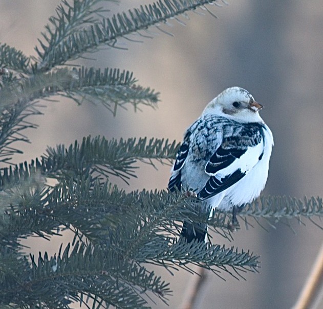 Snow Bunting - ML630539203
