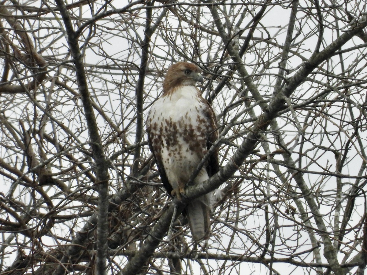 Red-tailed Hawk - ML630539246